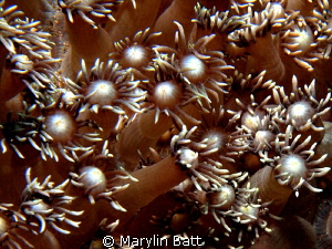 Coral polops Feeding by Marylin Batt 